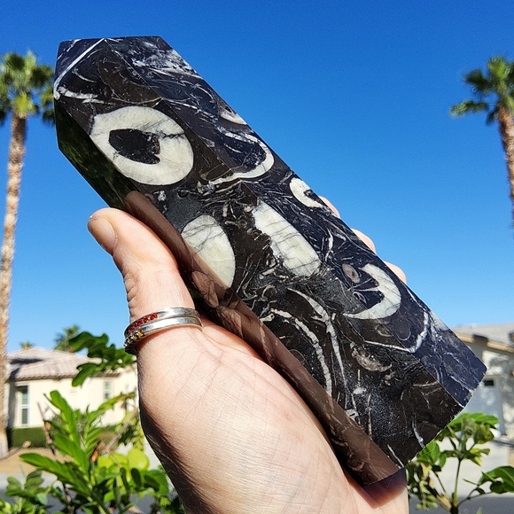 Beautiful & Tall Orthoceras Tower - Picture 1 of 16